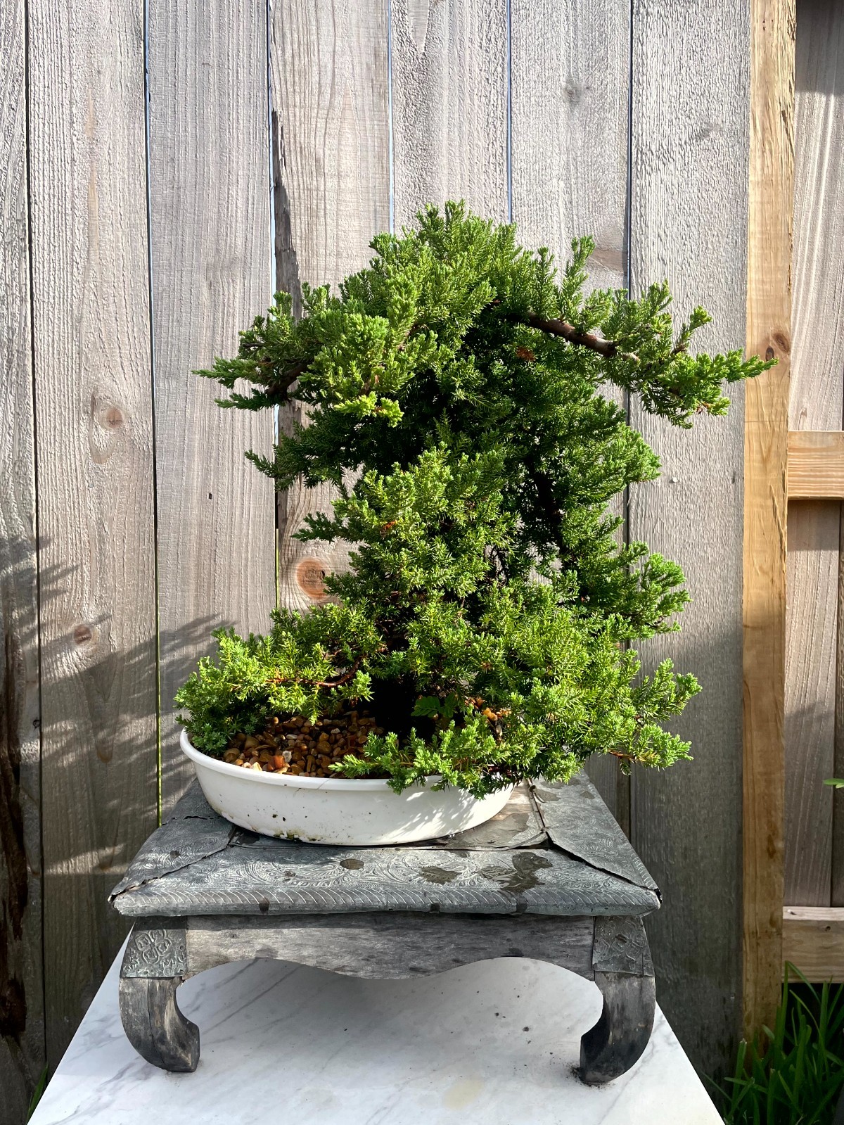 AWESOME! FATHER’S DAY GIFT – Procumbens Nana Juniper Bonsai, 16 YR, Trunk #907