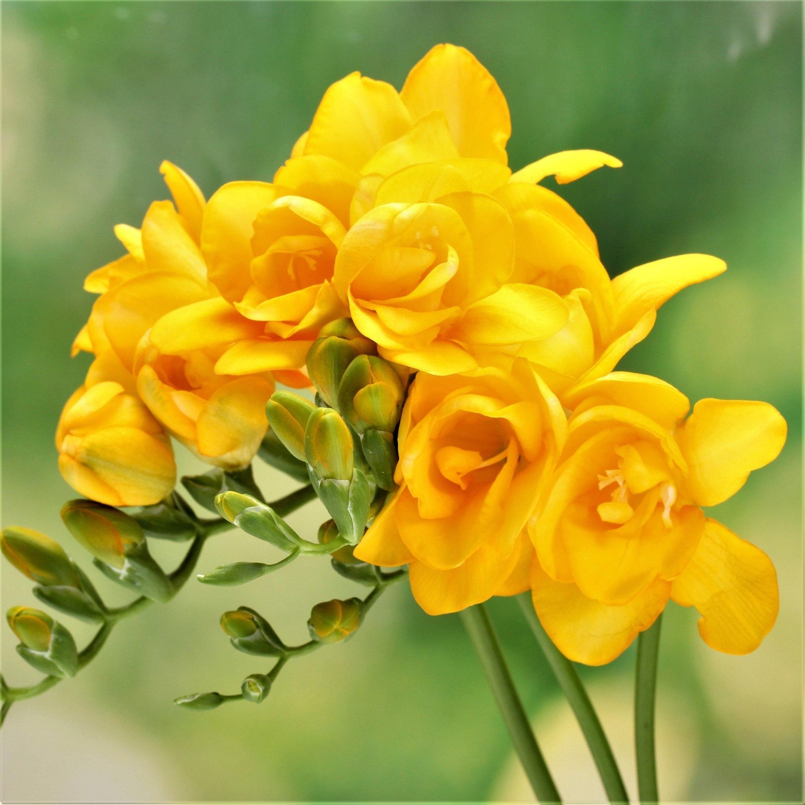 Freesia Cottage Garden Collection 60 Bulbs, Multicolor Spring Flowers in Sun