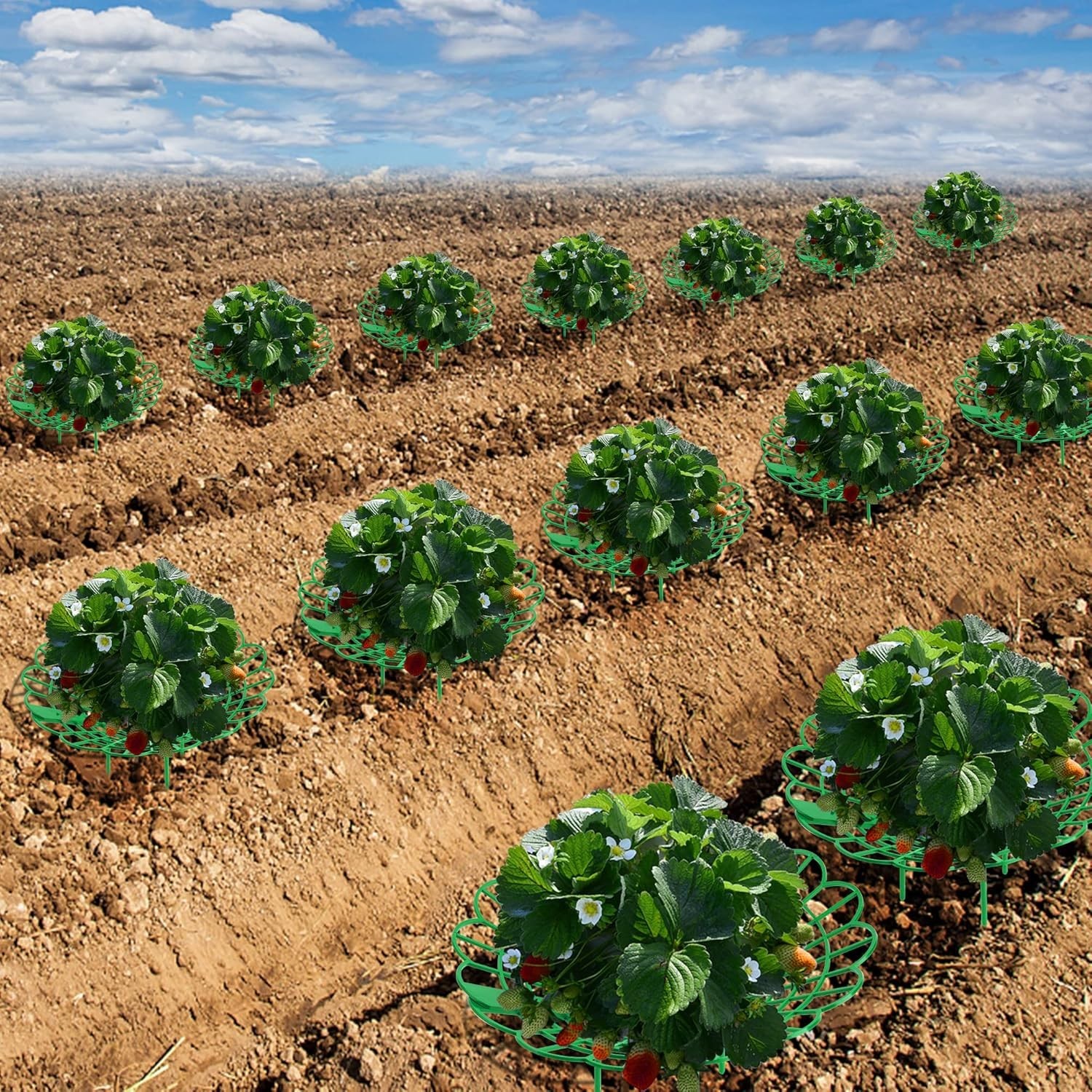 Flexible 6 Pack Strawberry Supports with Easy Locking for Mess-Free Gardening