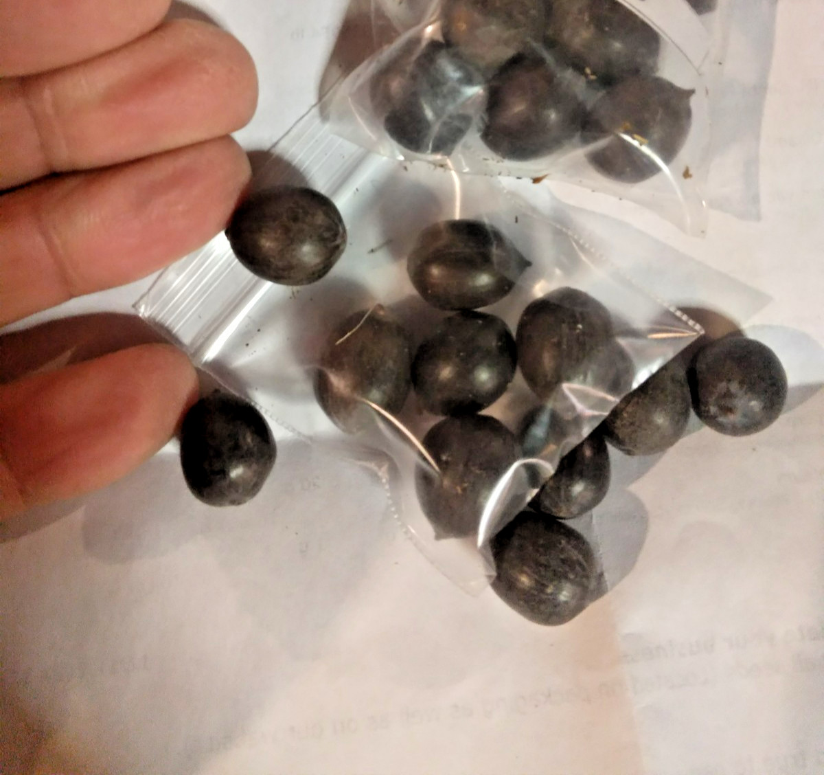 5 MAUVE JADE LOTUS SEEDS – Nelumbo Nucifera