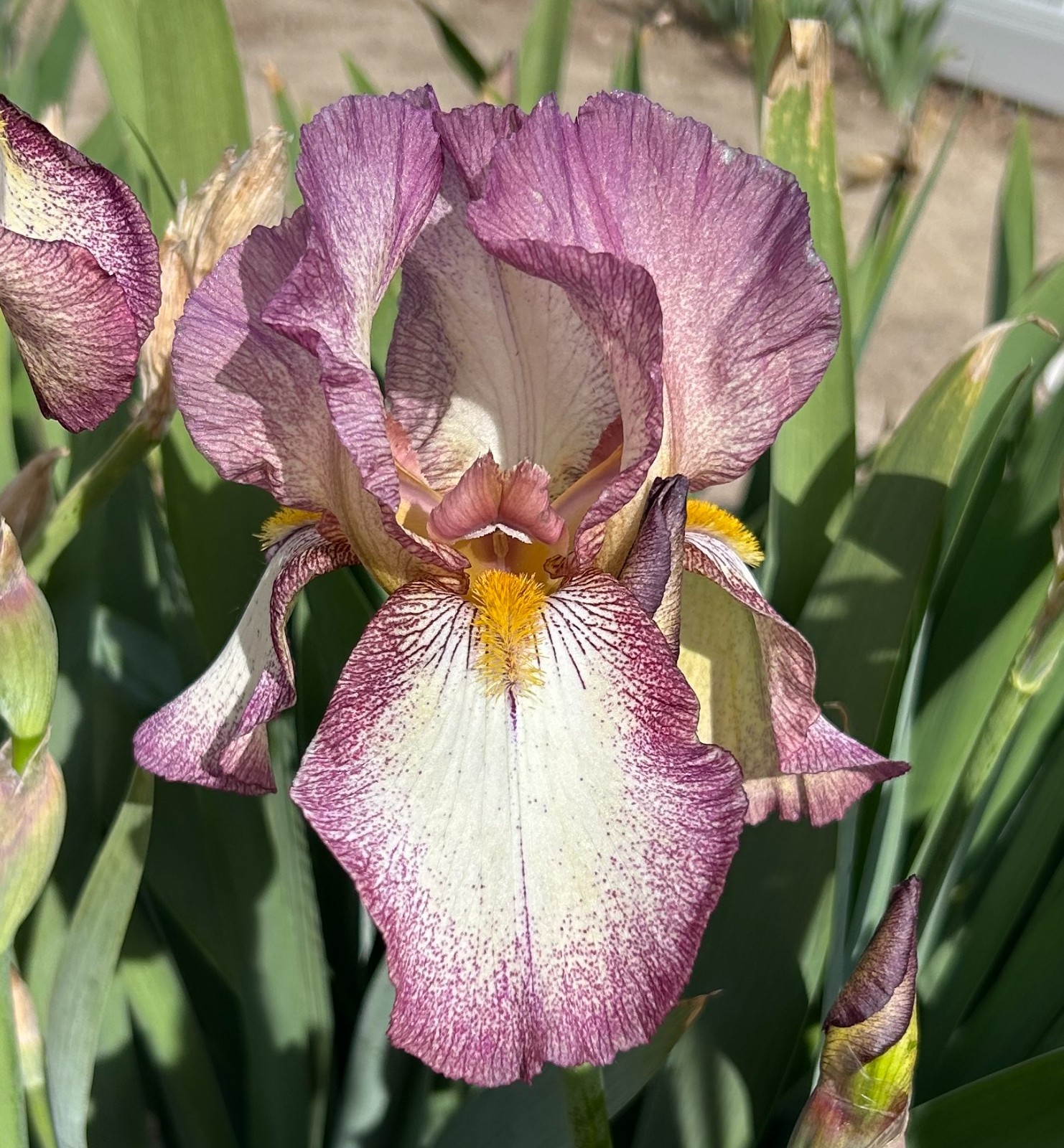 ‘Mount Timp’ iris rhizome + gift, combined shipping $1 each additional