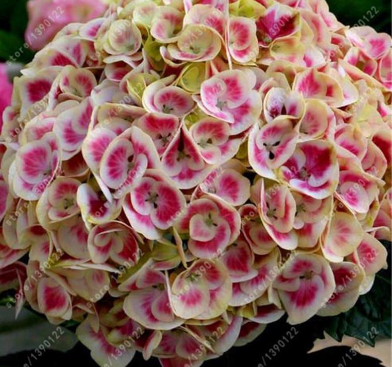 25pc HYDRANGEA SEEDS Garden Plant Flower rare exotic USA seller FREE shipping