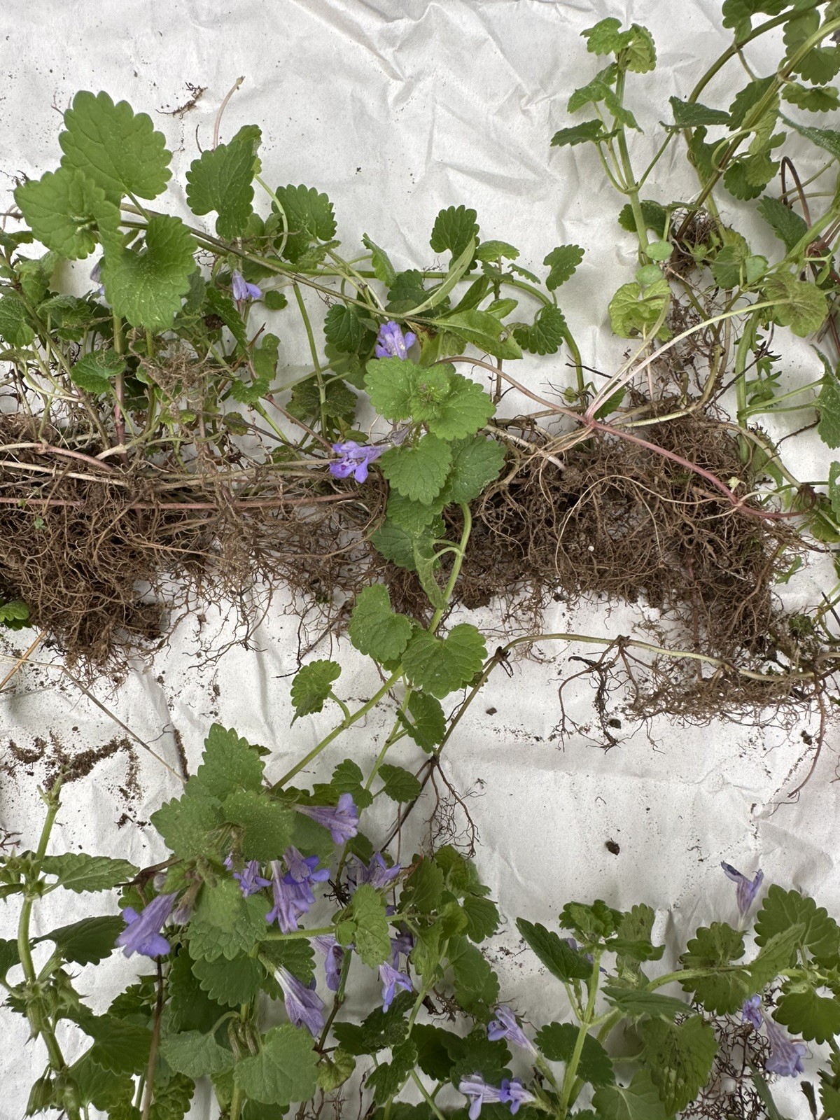 Creeping Charlie Plant Evergreen GROUND IVY Glechoma Hederacea live vine plant