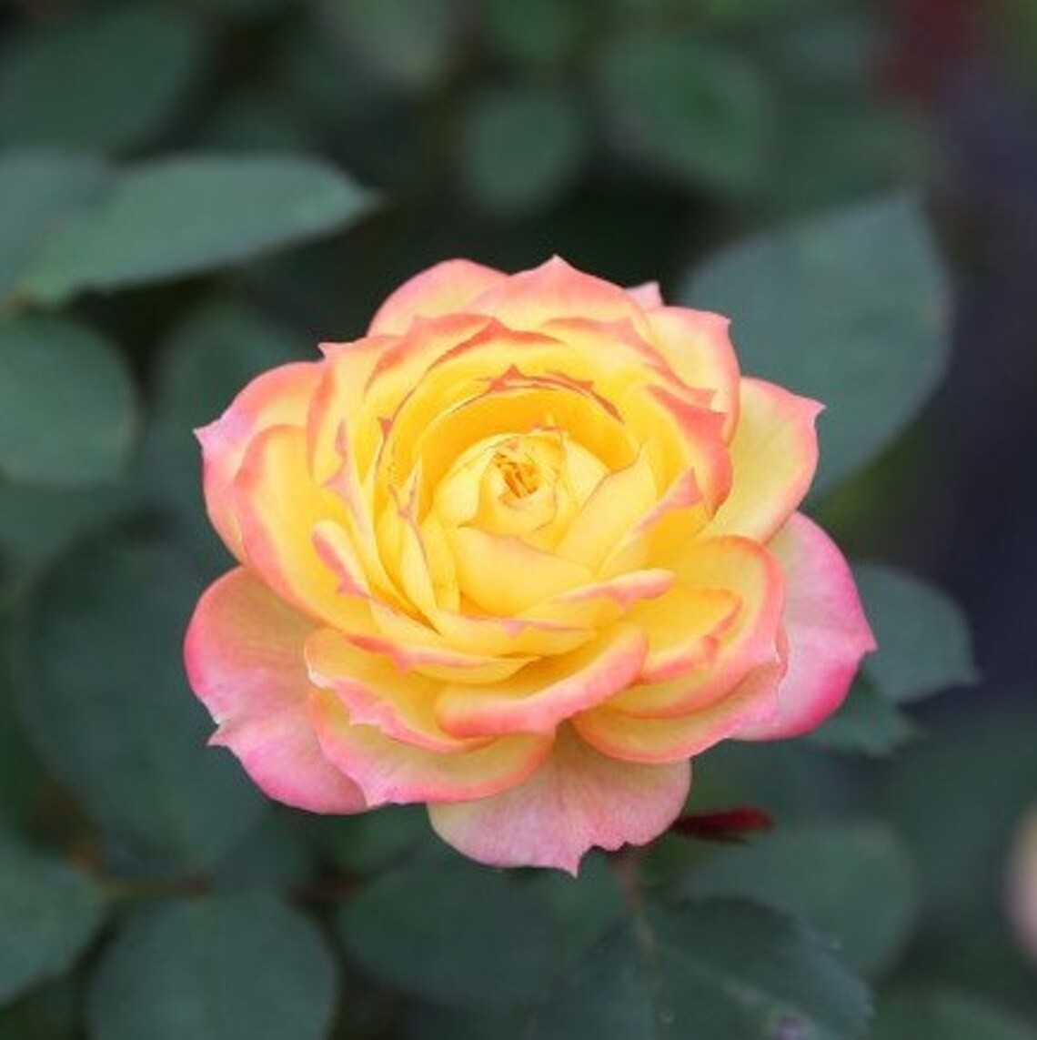 Colorful Rose Seeds, 50pcs/pack
