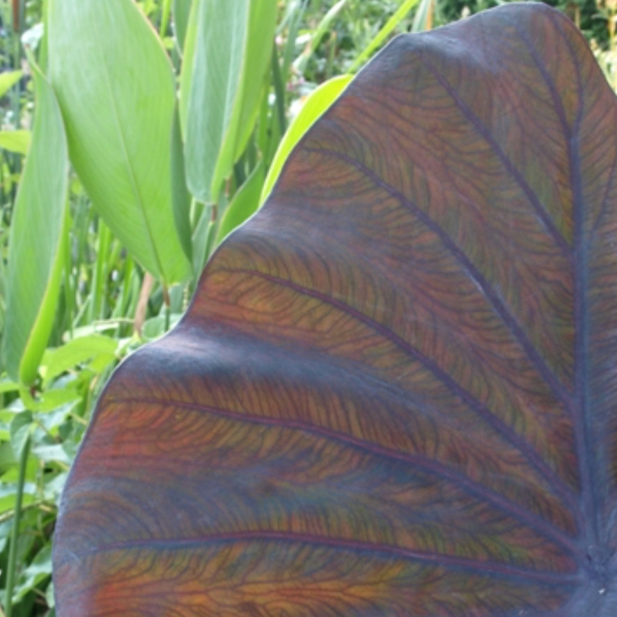 Hawaiian Punch Colocasia – 1 Live Plant – 3in Pot – Ships Without Pot