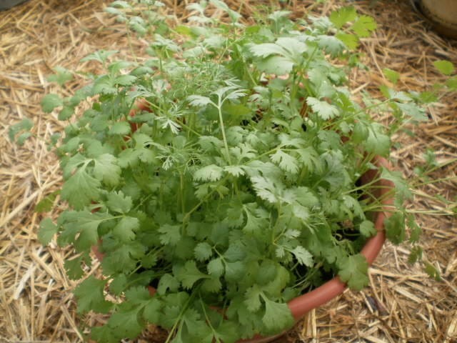 CILANTRO / CORIANDER HERB – 100 Fresh Seeds – FREE Shipping