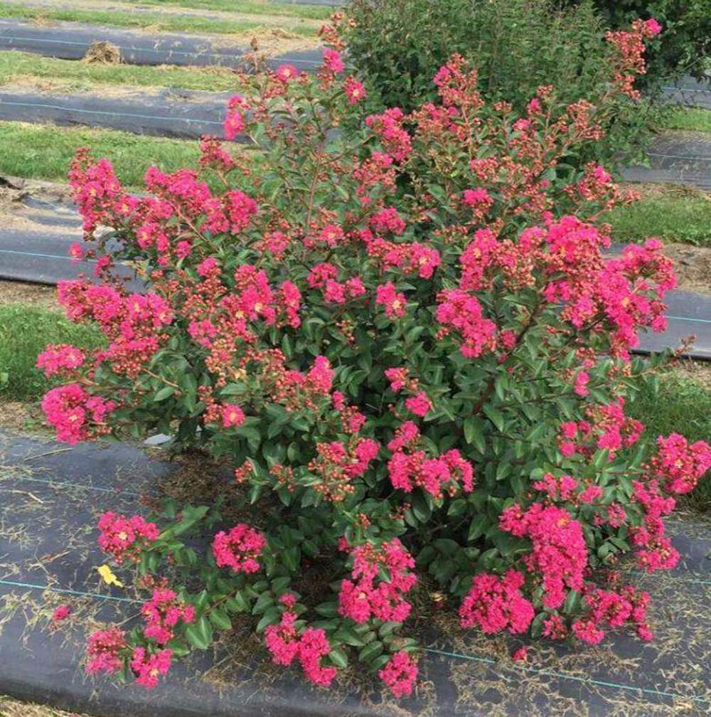 Baton Rouge Crape Myrtle: A Miniature Marvel with Rich Watermelon Red Blooms