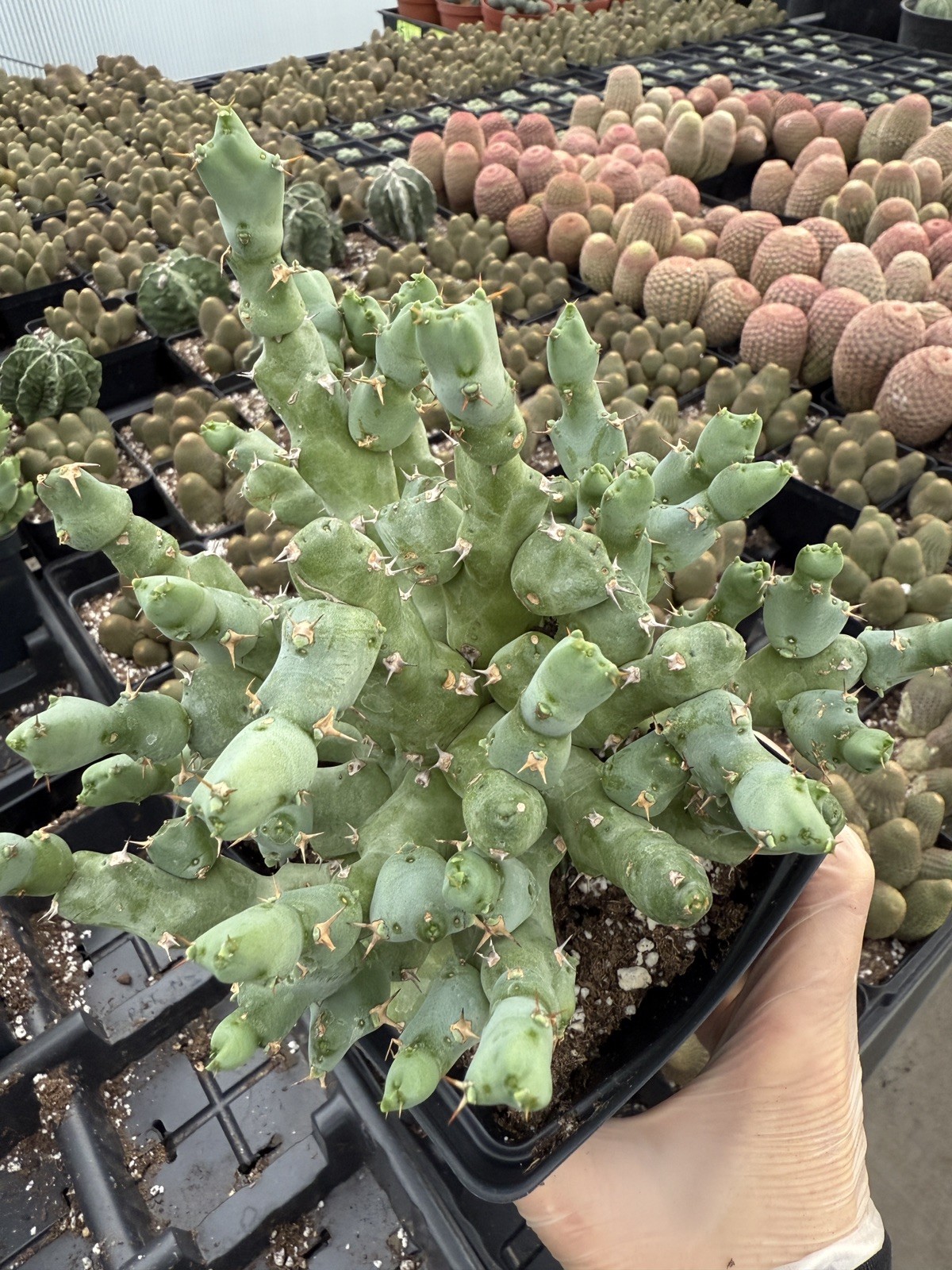 Rare Euphorbia – Euphorbia clivicola (6″ pot)