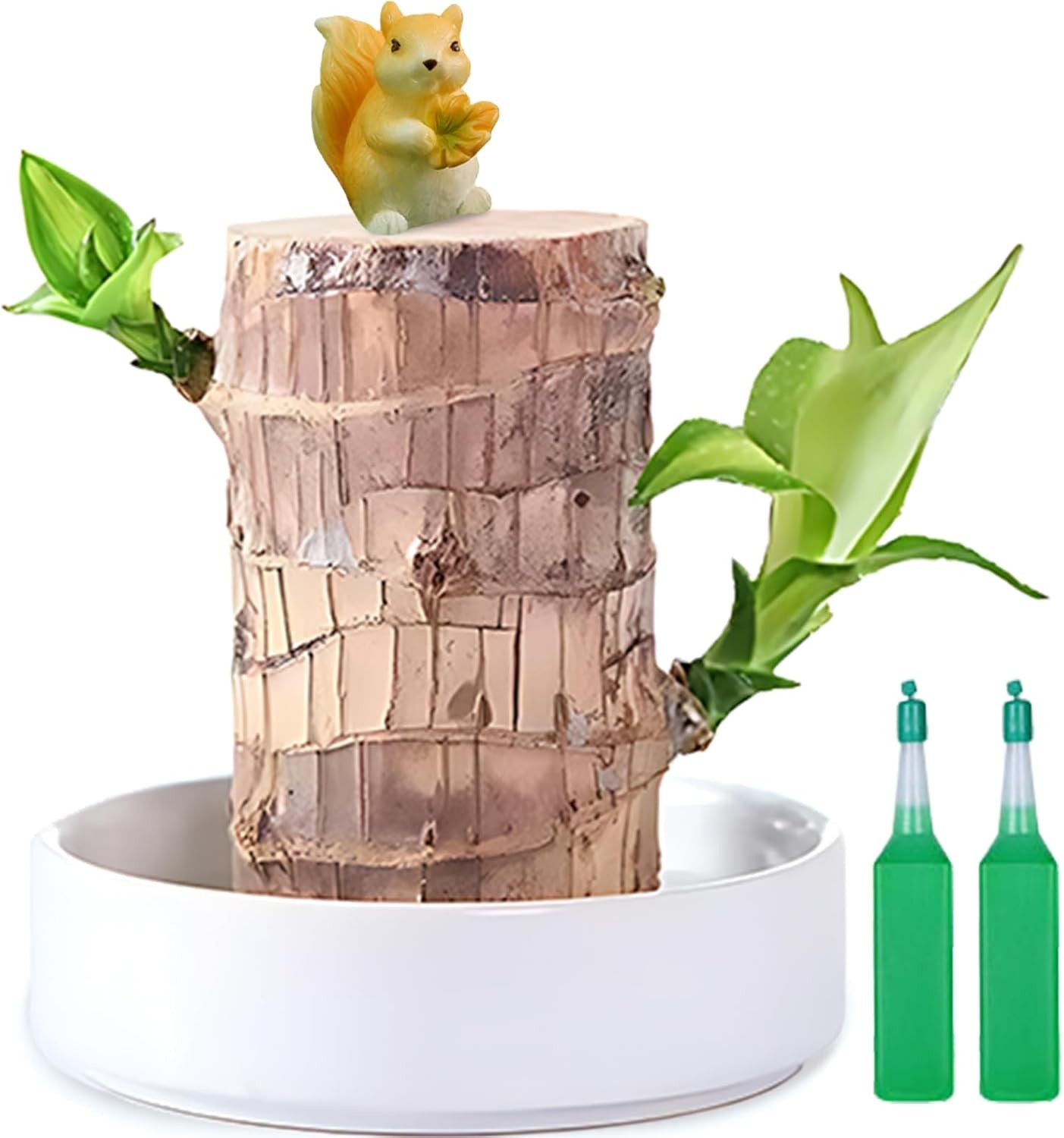 Brazilian Lucky Wood Plant,Fortune Brazil Wood Potted Plant with Squirrel,Min…