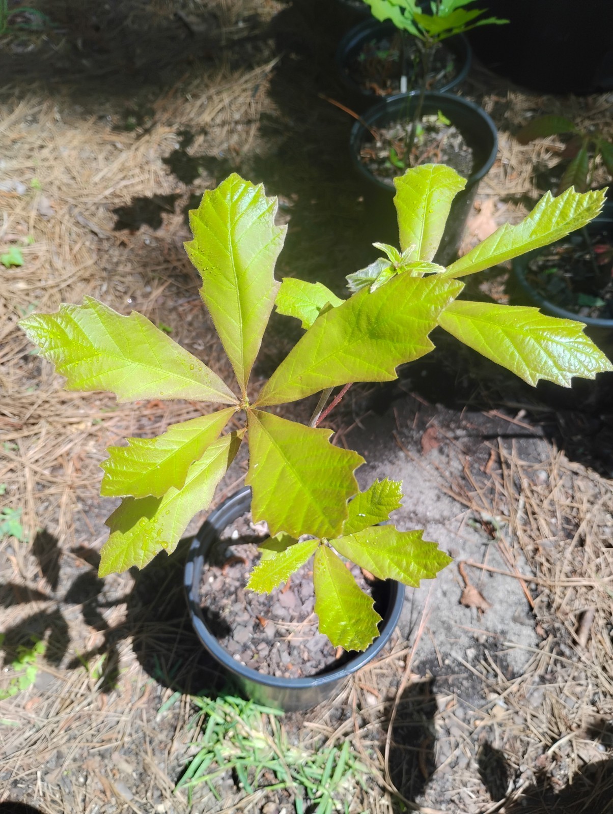 Swamp White Oak Tree, 1 Gallon Pot.