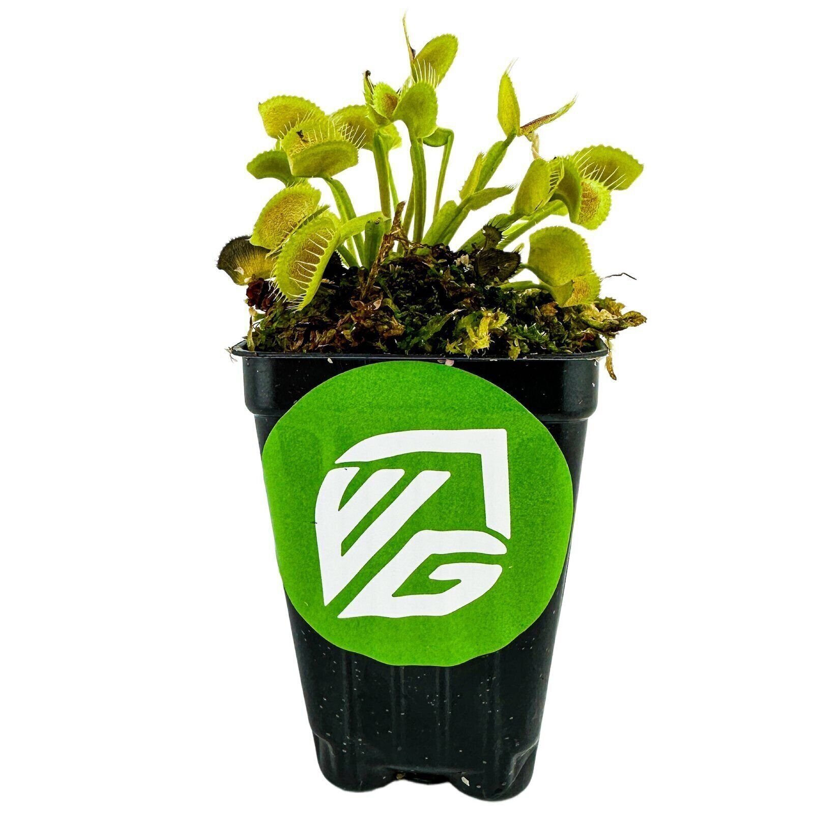 King Henry Venus Fly Trap Carnivorous Plant – Dionaea muscipula – Live Plant
