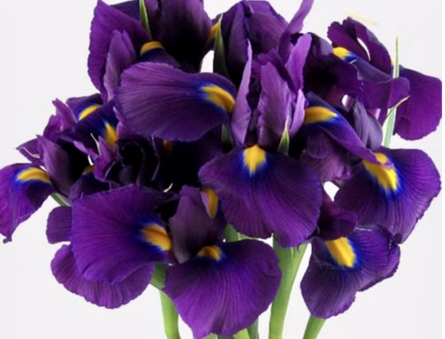 Rosalie Figge Bearded Iris Plant Fit in 5” Pot Fragrant Reblooming PURPLE Flower
