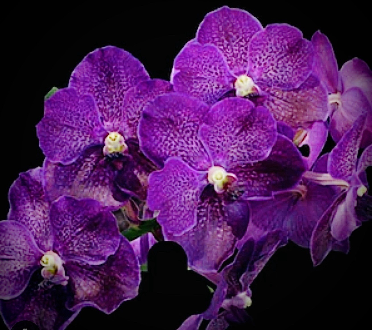 V. Kultana Violeta Blue X Self
