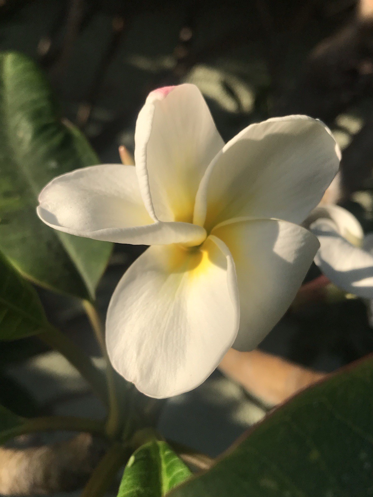 Plumeria Frangipani Fresh Cutting ~ BUY 2 GET 1 FREE !
