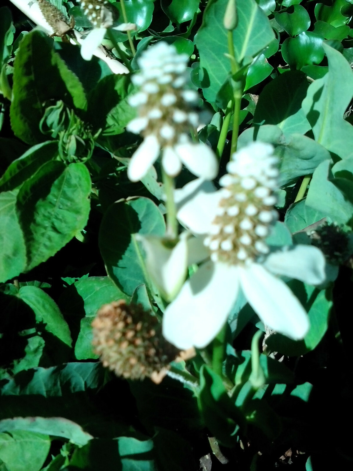SALE Today ! 6 Varieties Of Pond Plants Marginal floating