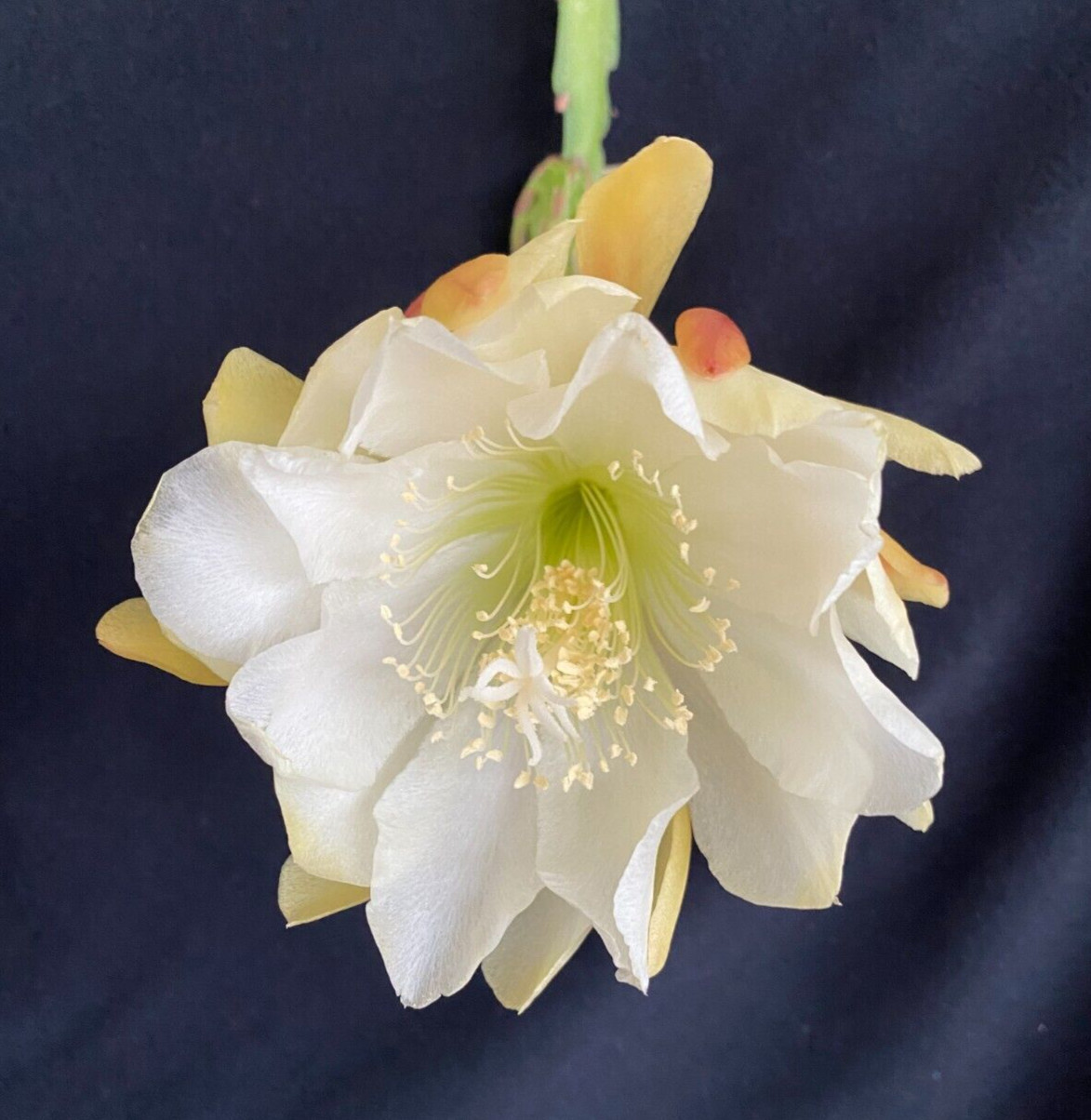 Yellow and White Orchid Cactus, Epiphyllum, Rooted Plant Shipped in 3″ Pot