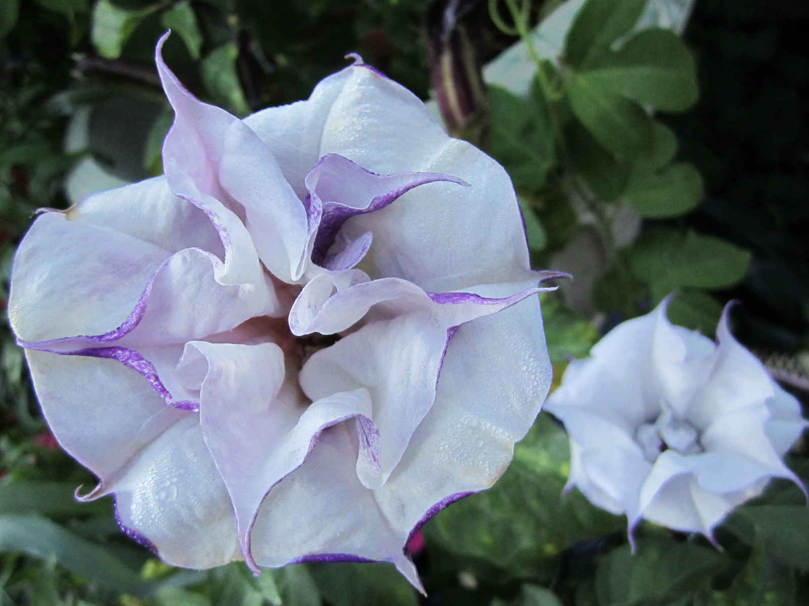 Double Purple Angel Trumpet Datura/ Brugmansia Cousin Fragrant – seeds 15