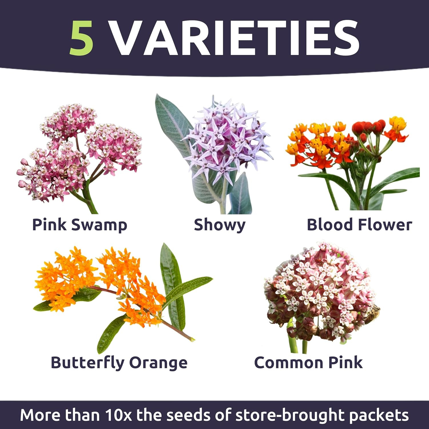 Milkweed Seed Variety Pack | 5 Individual Packs – 2026 Season – Showy, Pink Swam