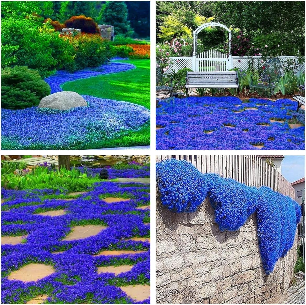 Creeping Thyme Seeds 21000+ Non-GMO Perennial Flower Ground Cover
