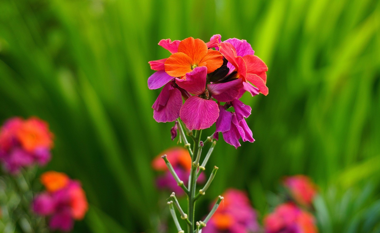 300 ENGLISH Aegean WALLFLOWER Cheiranthus Cheiri Seeds