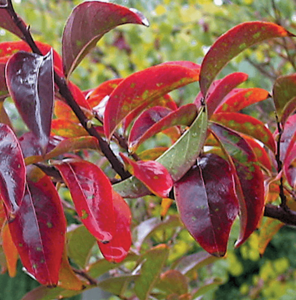 Elizabethanne Red Passion™ Crape Myrtle: For the Lovers of True Red