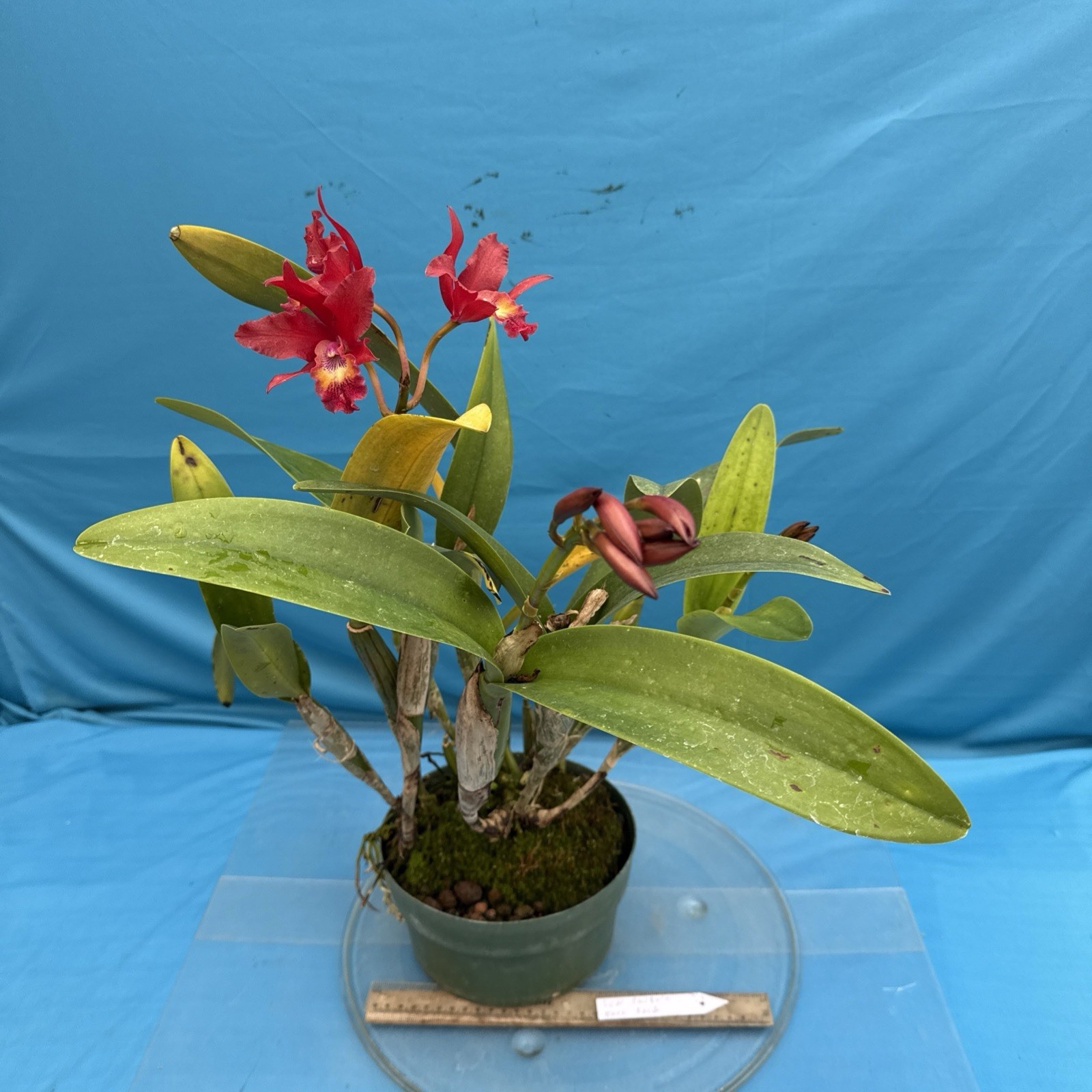 Cattleya Lcn Pauka’a Earl Reid Fragrant Blooming Red Orange Purple Orchid 9” Pot