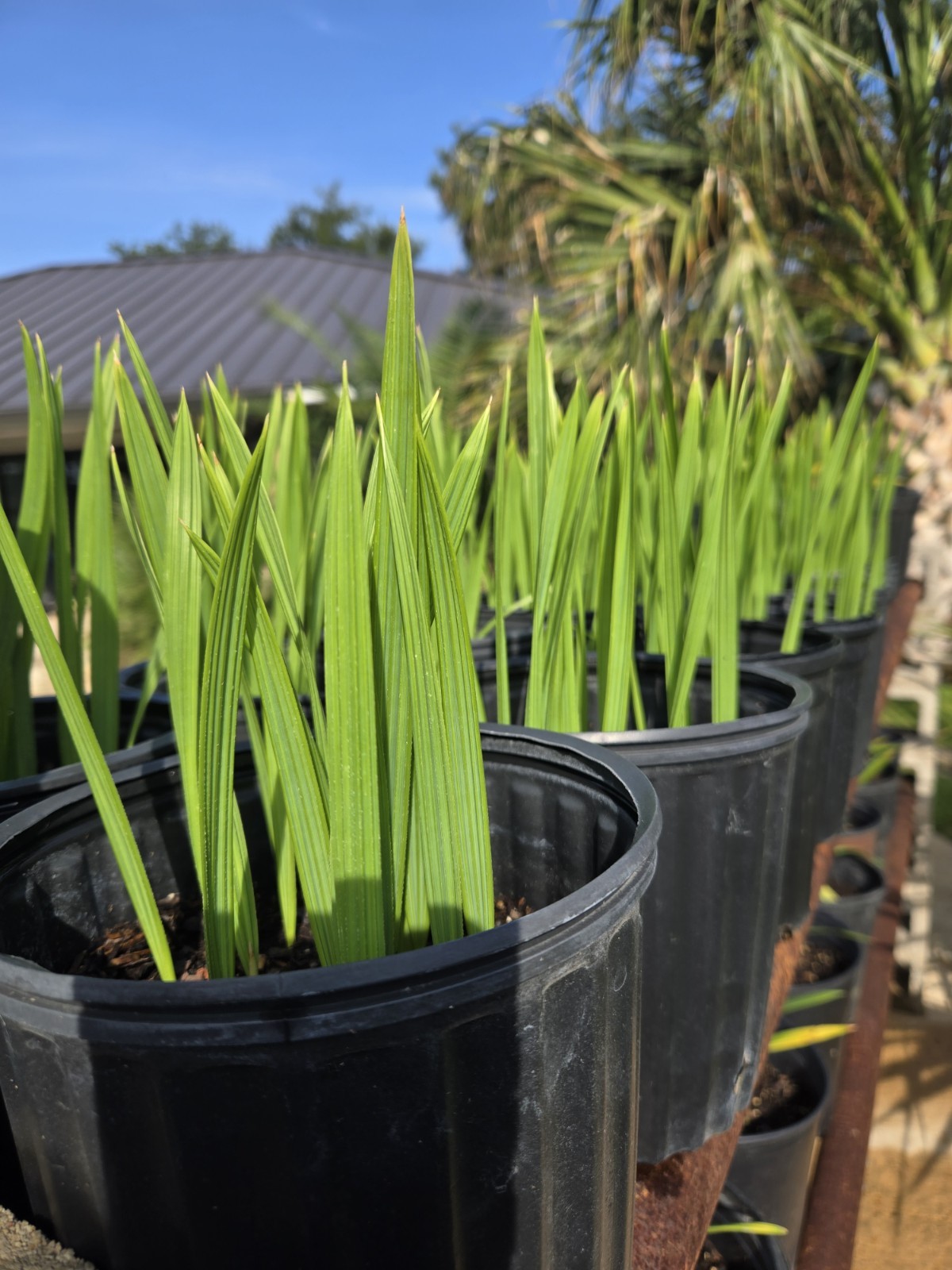 Texas Mexican Sabal Palm Tree Seedlings Live Plant 10 Plants