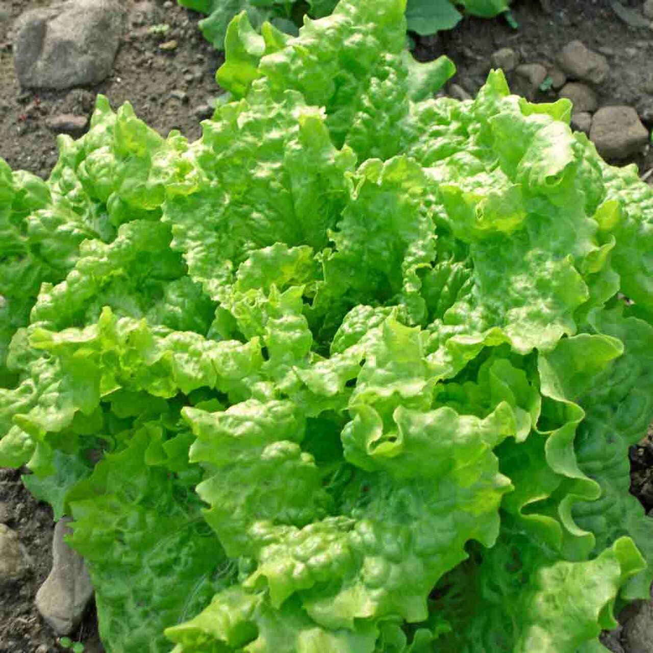 1000 BLACK SEEDED SIMPSON LETTUCE SEEDS ~ heirloomseedguy ~ 2026 ~ NON-GMO