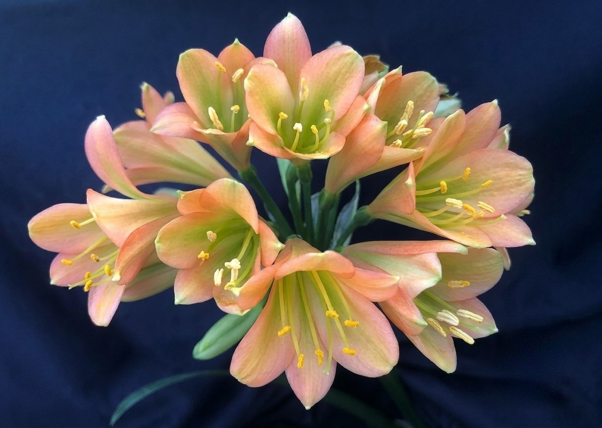Clivia interspecific Pink Green Throat X Blazing Sun
