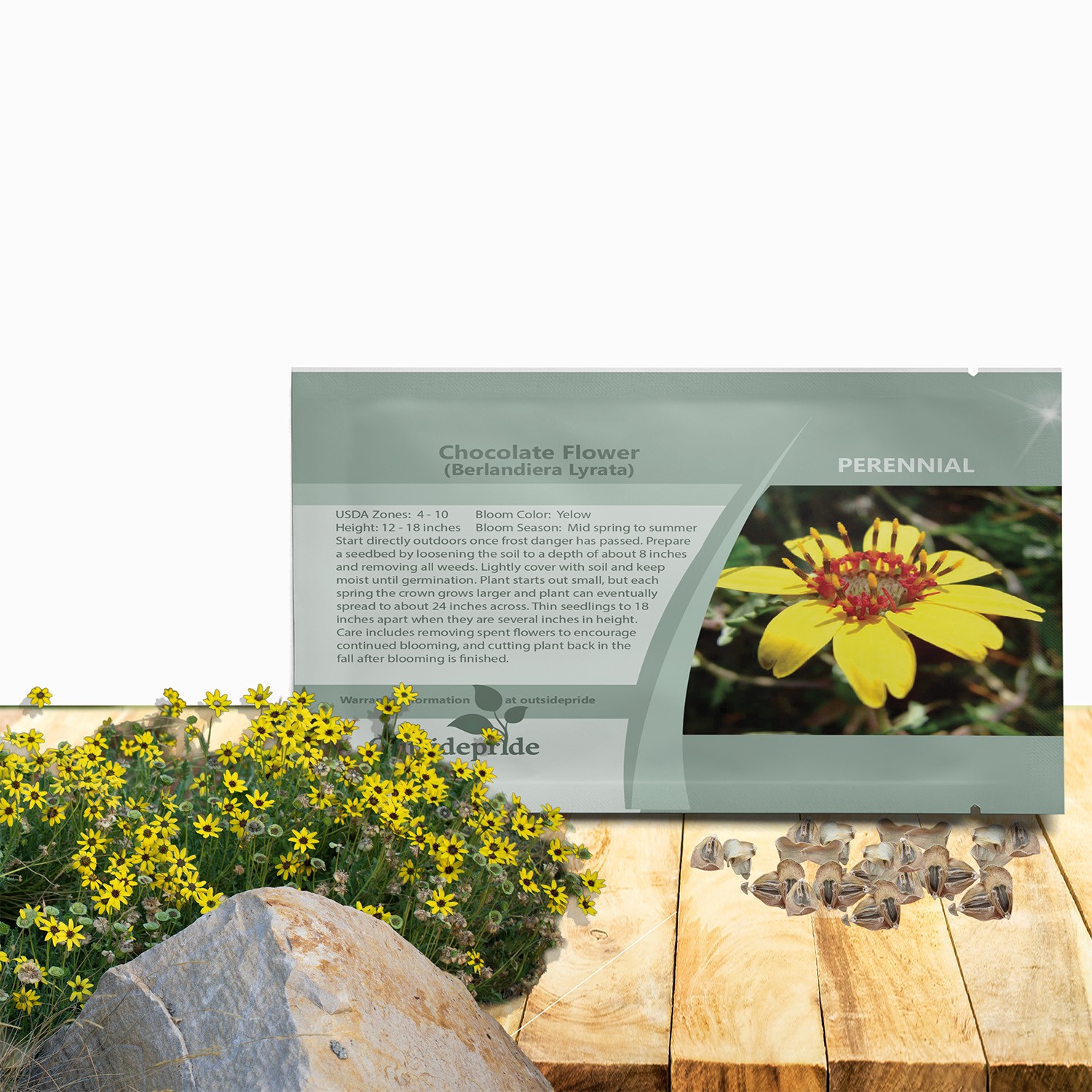 50 Seeds Chocolate Flower Seeds – Berlandiera Lyrata Flower Seed