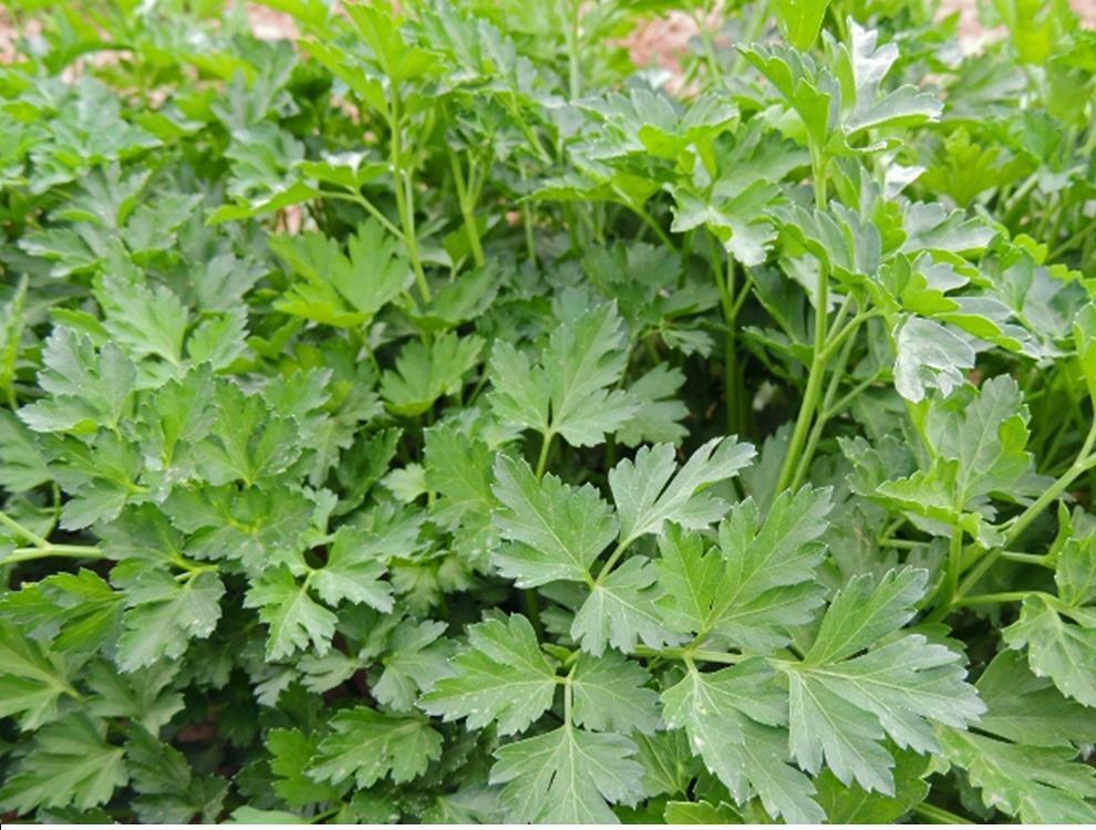 250+ PLAIN, SINGLE, FLAT LEAF PARSLEY SEEDS, NON-GMO, A Full Flavored Parsley