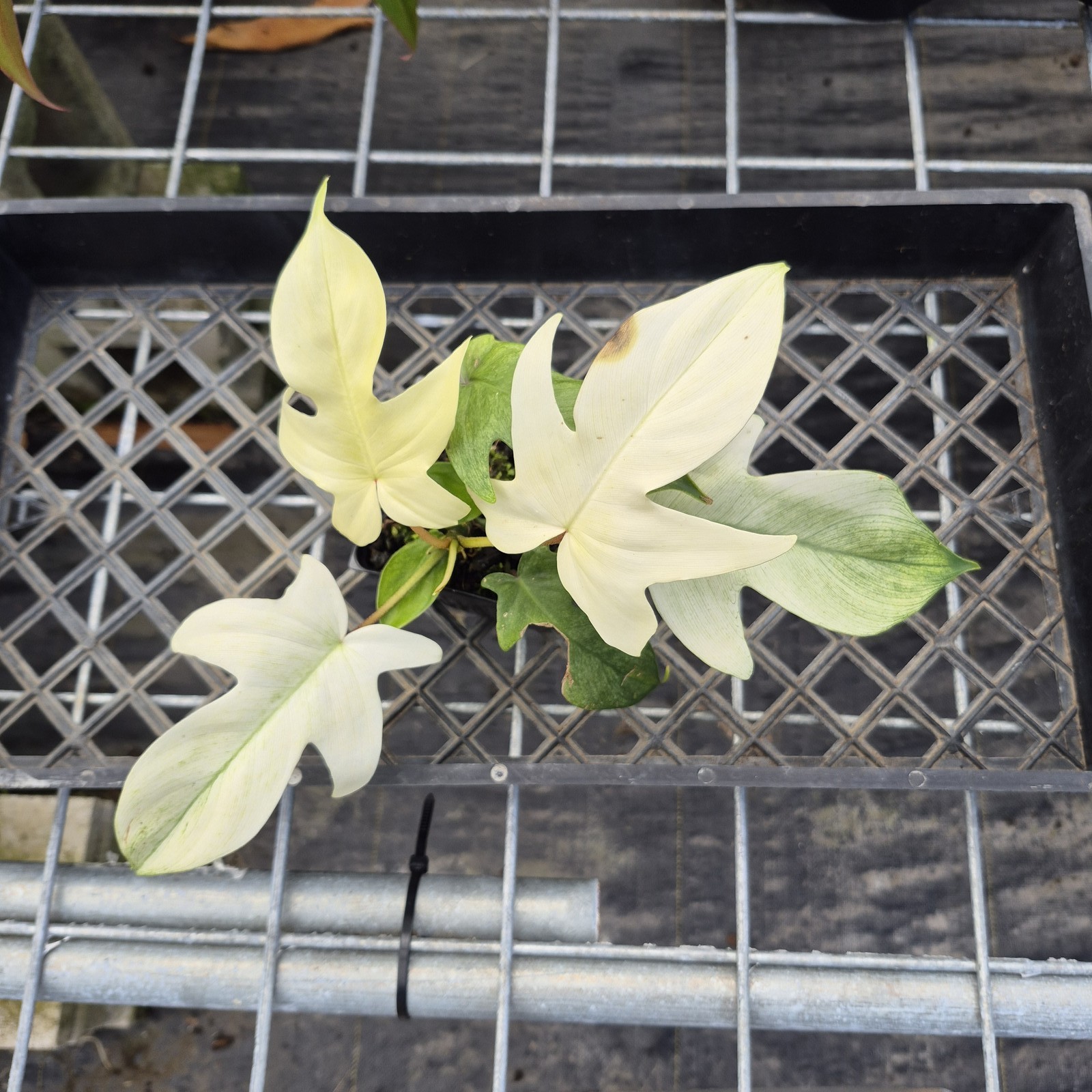 Philodendron Florida Ghost, Exact Plant Ships Nationwide