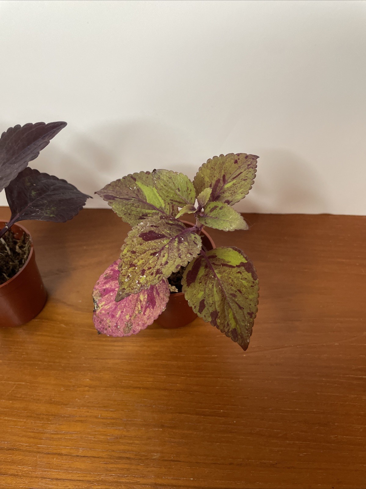 Coleus 2 Live Plants Marble Mania, Chocolate Green Red Dark Purple