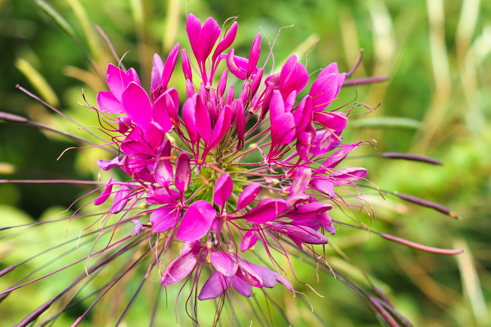 200 CHERRY QUEEN CLEOME Spinosa Hassleriana Carmine Rose Spider Flower Seeds