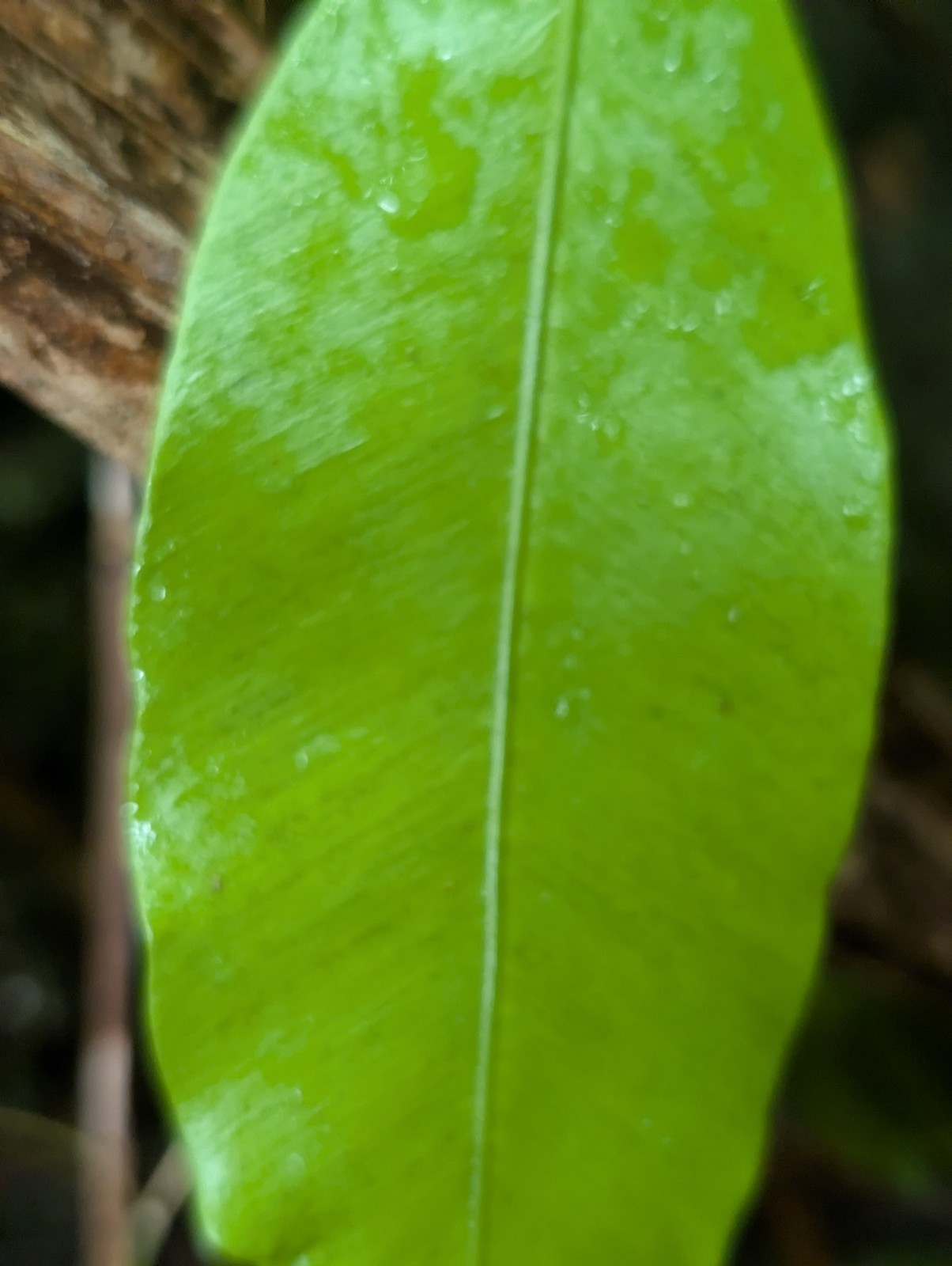 x2 LIVE Bare : Danea Fern 10″ long each, exotic rare fern SHADE