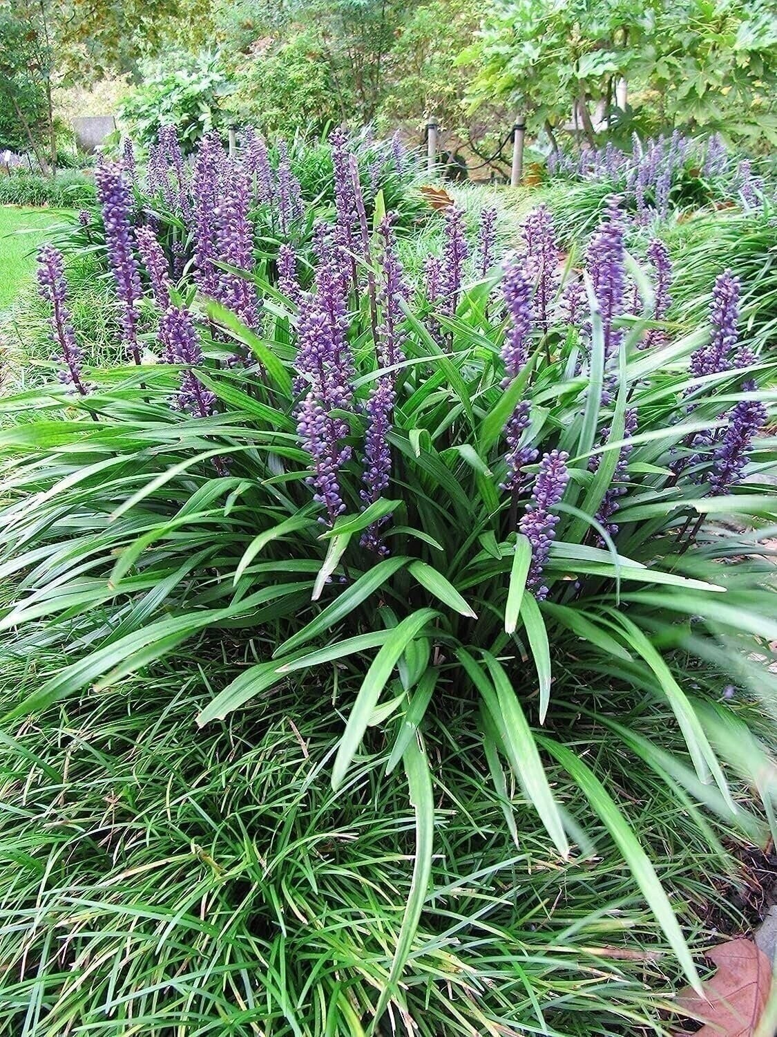 Liriope Big Blue | 2 Inch | Liriope muscari | Low Maintenance | Hardy Plant