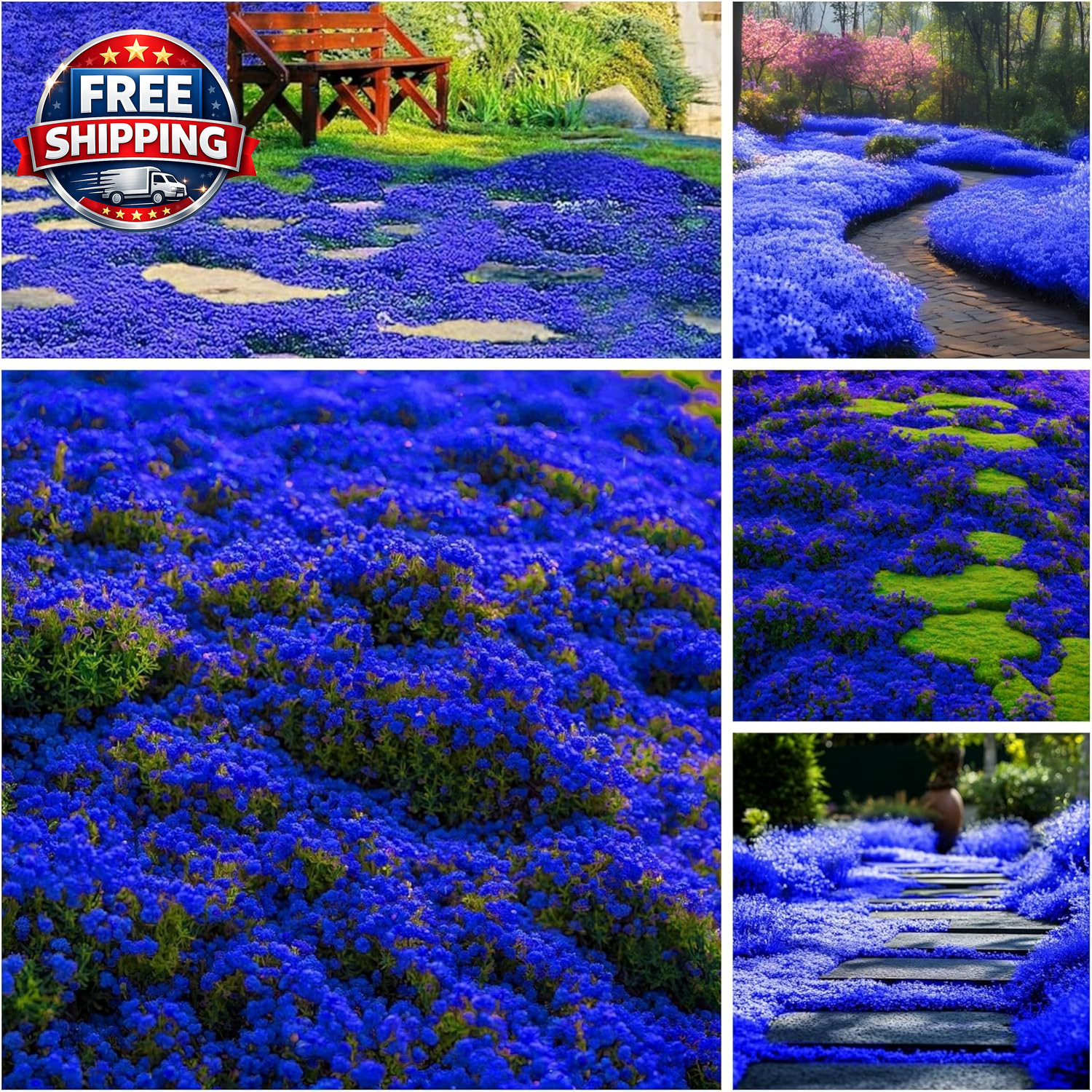 29000+ Magic Creeping Thyme Seeds for Planting Perennial Ground Cover Plants Thy