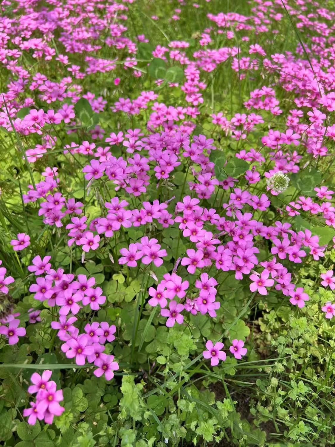 24 Pack Iron Cross Shamrock Plant Bulbs, Live Oxalis Bulbs for Indoor Outdoor Ga