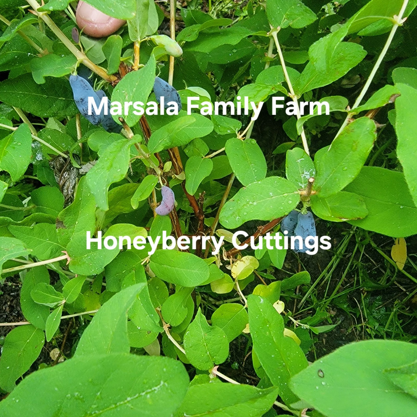 Honeyberry Cuttings(12 Fresh Cuttings) 2 Varieties Sent For Polllination(labeled