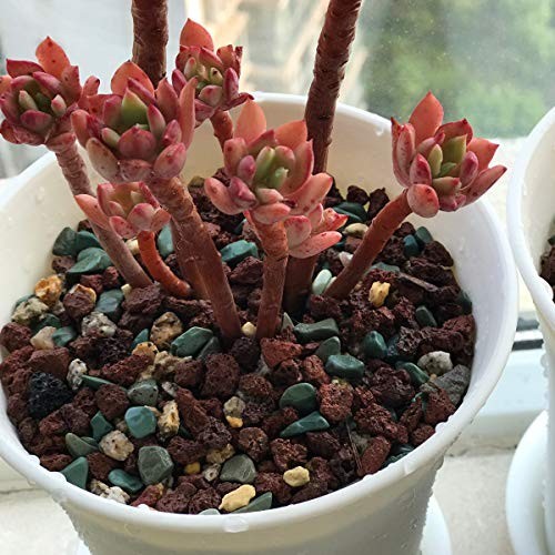 Horticultural Lava Rock Pebbles – Pumice Soil Amendment for Succulents & Cacti –
