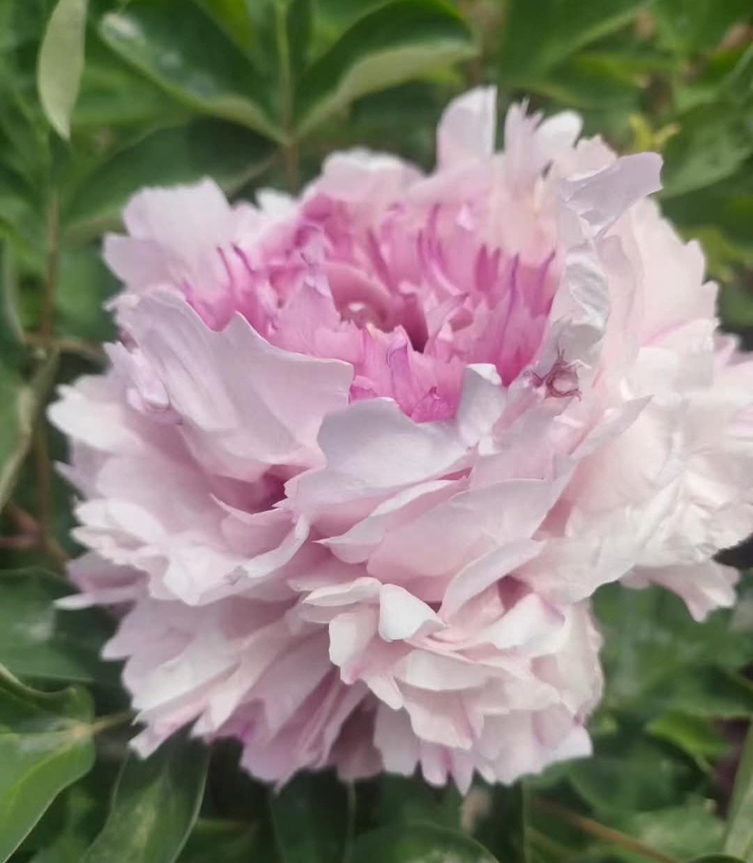 “Peace & Prosperity” multicolor large flower tree peony