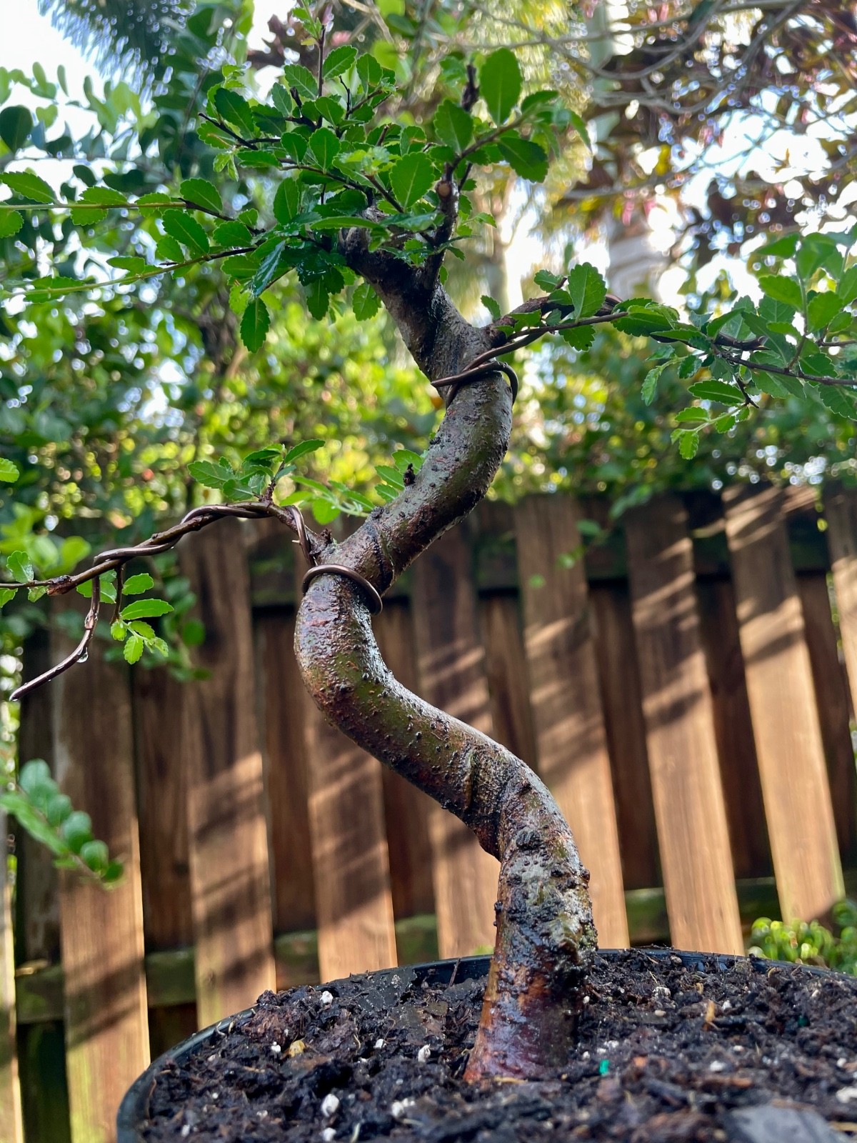CHINESE ELM Pre-Bonsai /Bonsai S Tree Cold Hardy / Tiny leaves 5 years old