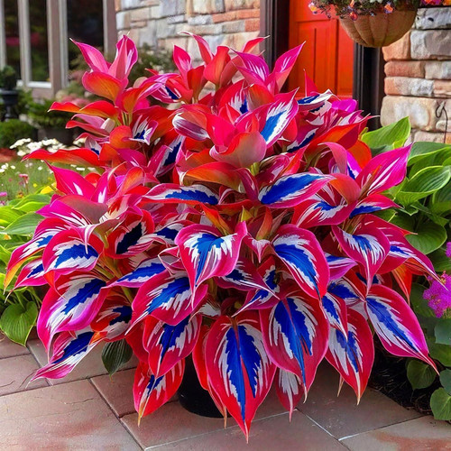 Perennial Hosta Seeds, 320 Pieces, Shade Plants for Garden Mixed Varieties