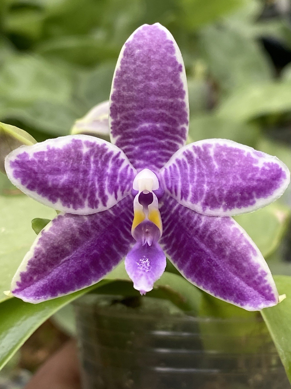 Original Phal Phalaenopsis Lioulin Blue Parrot-FRAGRANT