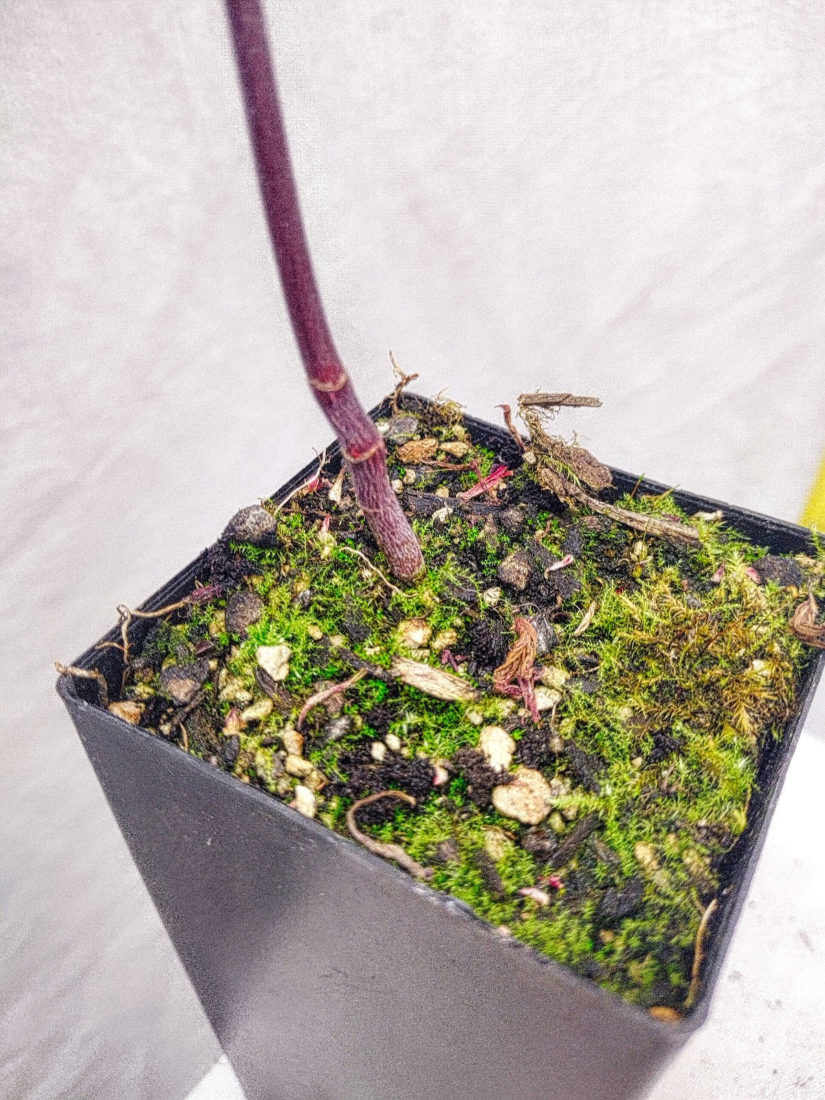Red Japanese Maple tree in nursery pot. Acer palmatum ‘Atropurpureum’.