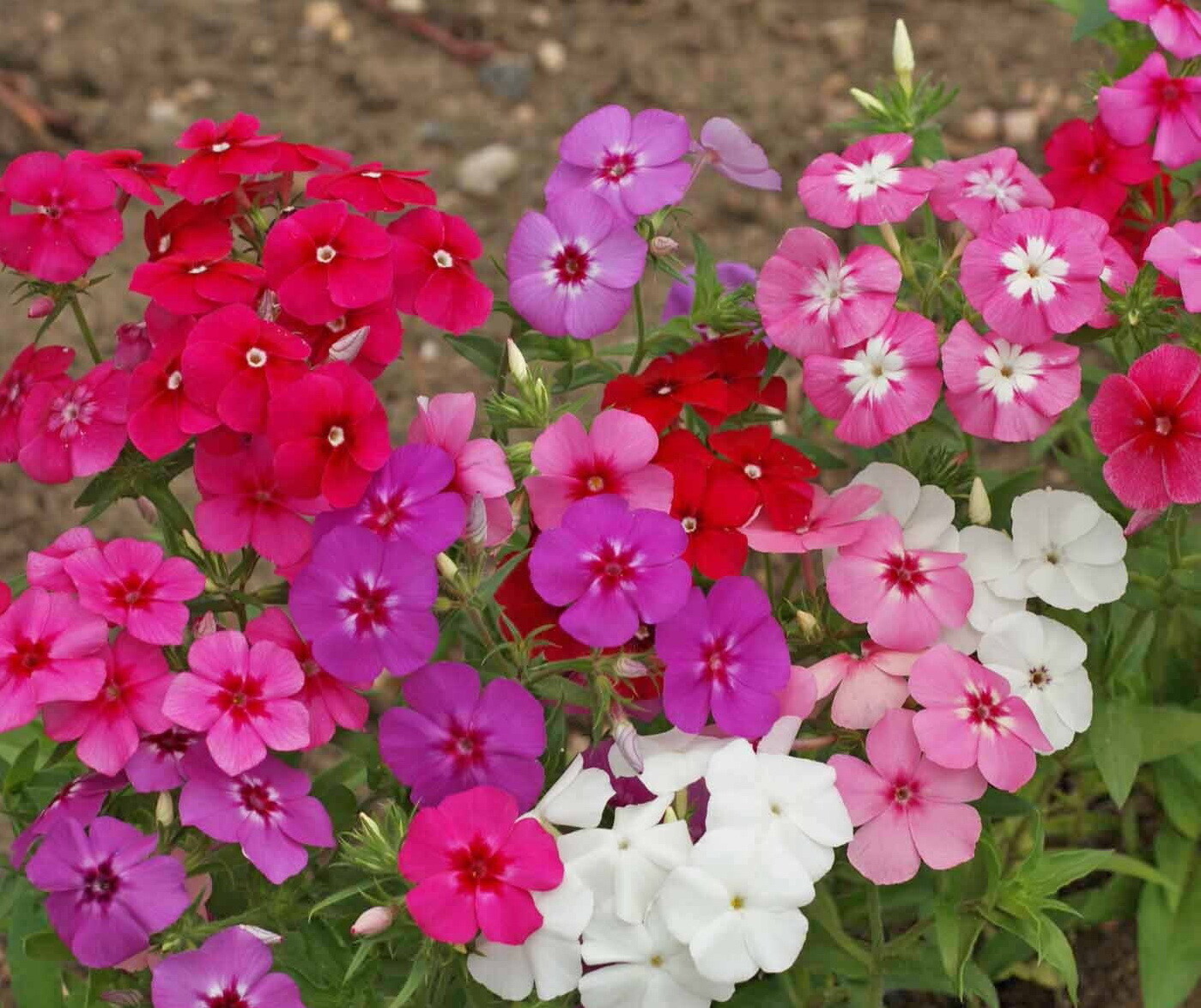 Drummond Phlox Flower Seeds, Mixed Colors, FREE SHIPPING