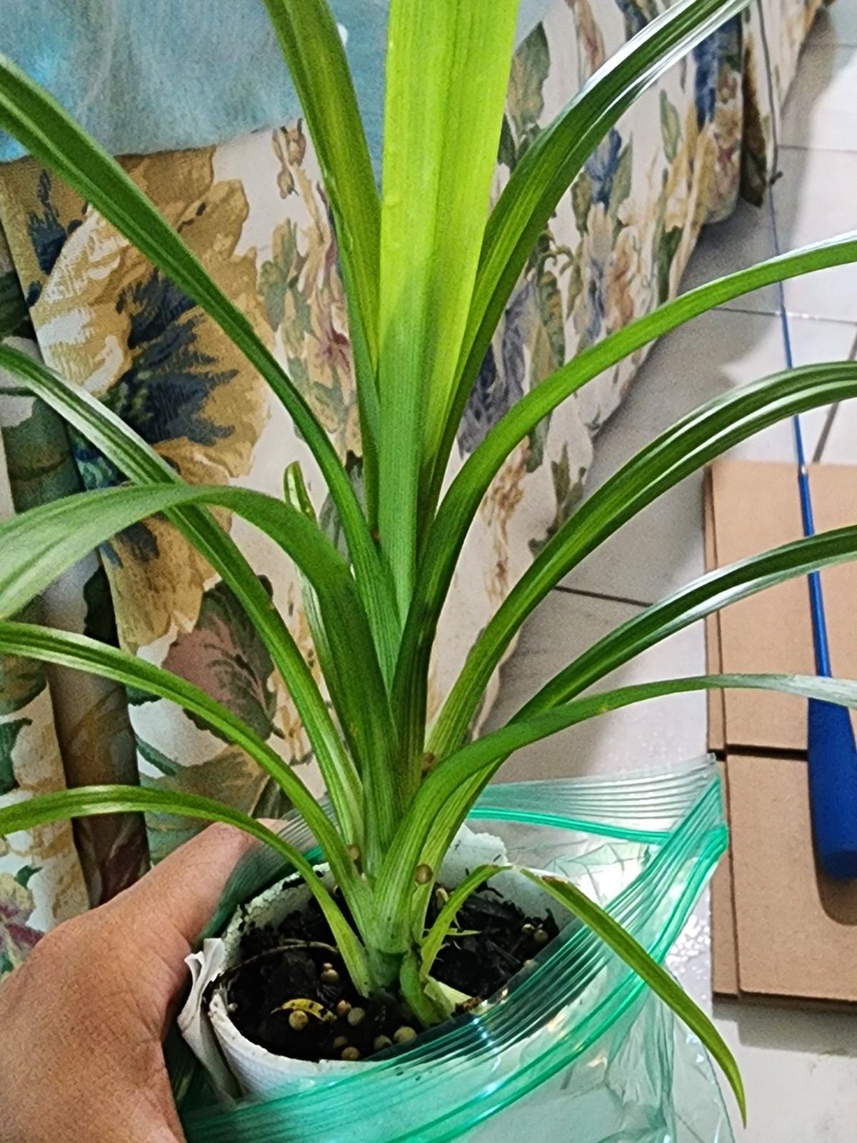 Pandan Leaf Plant 🌱 Lá Dứa / Vanilla Fragrant Herb 10”-17” Live Starter Organic