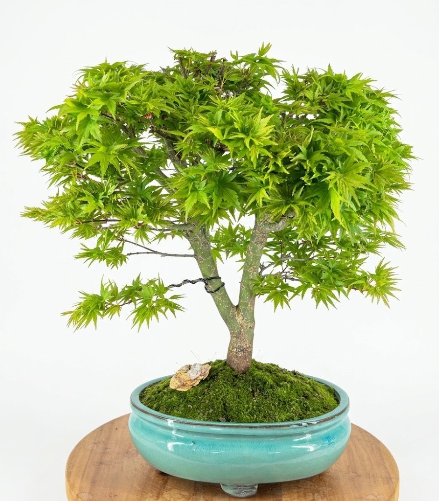 Unique 28 Yr Old Dwarf Sharp’s Pygmy Japanese Maple Bonsai Tree Live Outdoor 20″
