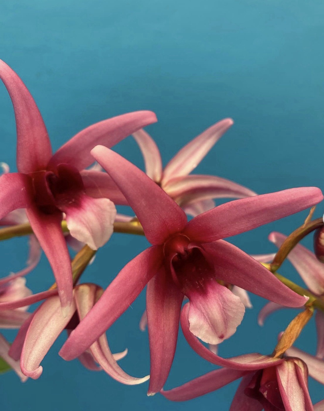 Epigeneium treacherianum ‘Anna Chai’ AM Fragrant Orchid Species 6” Pot 4 Spikes