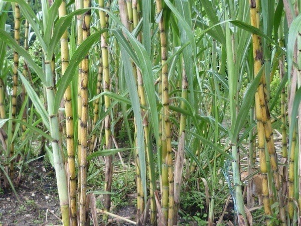 5pcs Rooted Sugarcane Cutting Sweet Juicy Ready To Plant